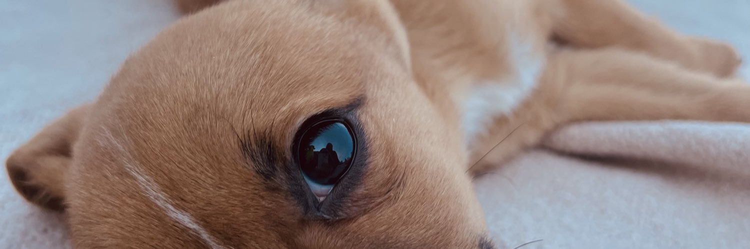 PriDAlessandro's profile banner image