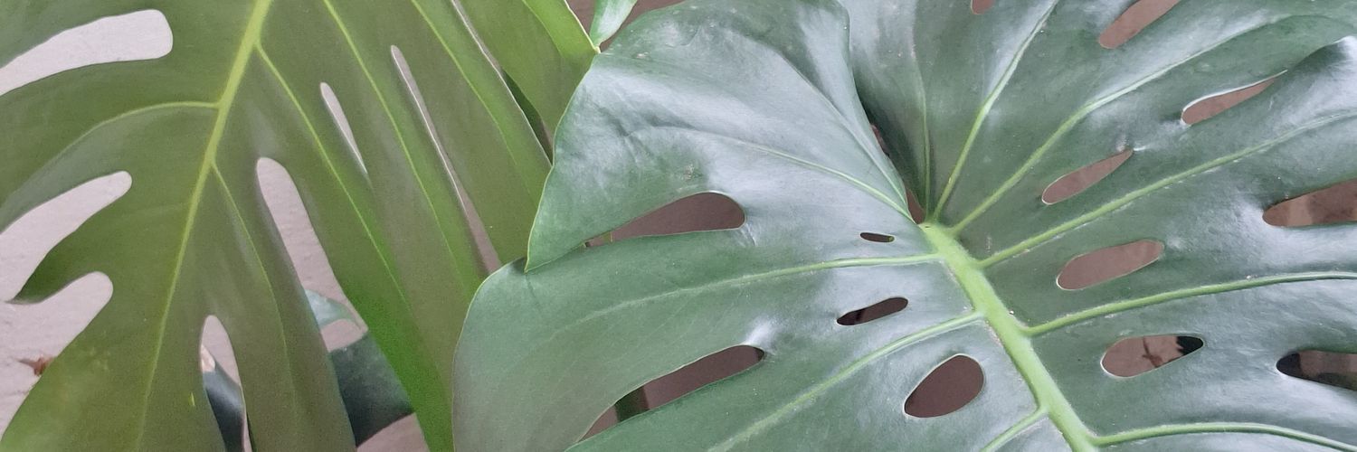 yan_koala01's profile banner image