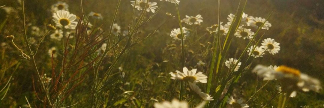 Muhammed Ömer banner