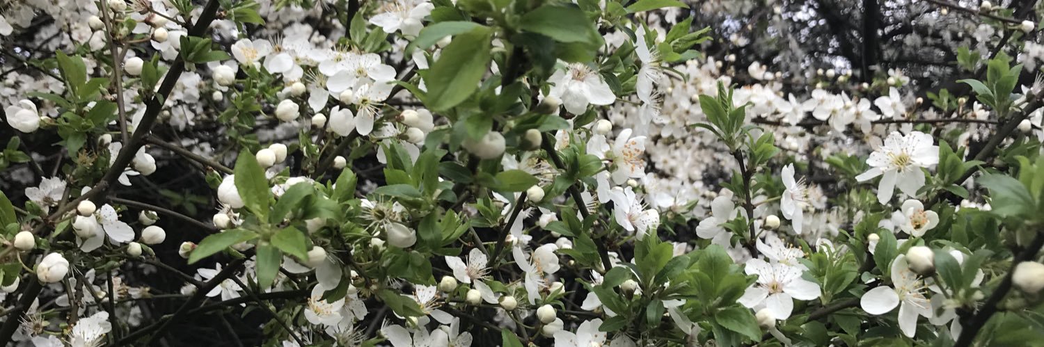 Connie Cullen banner