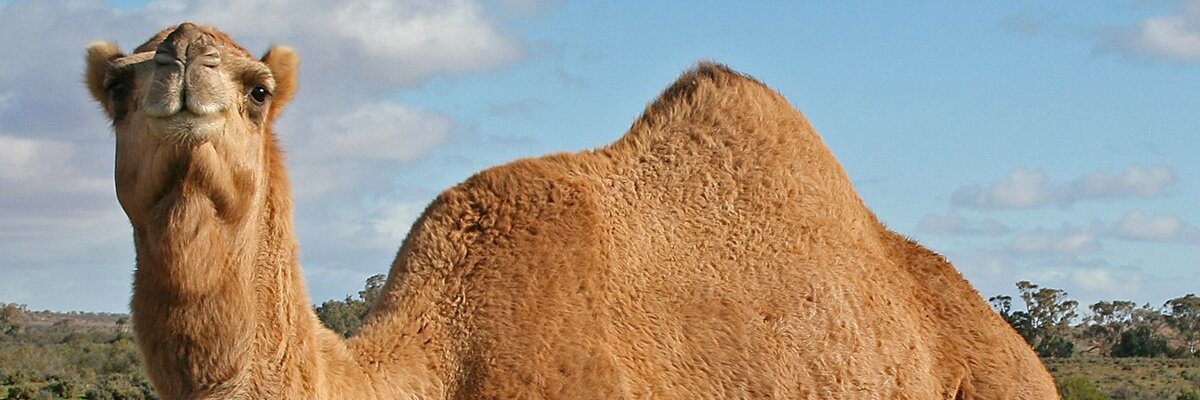 ShamsoGuuleed's profile banner image