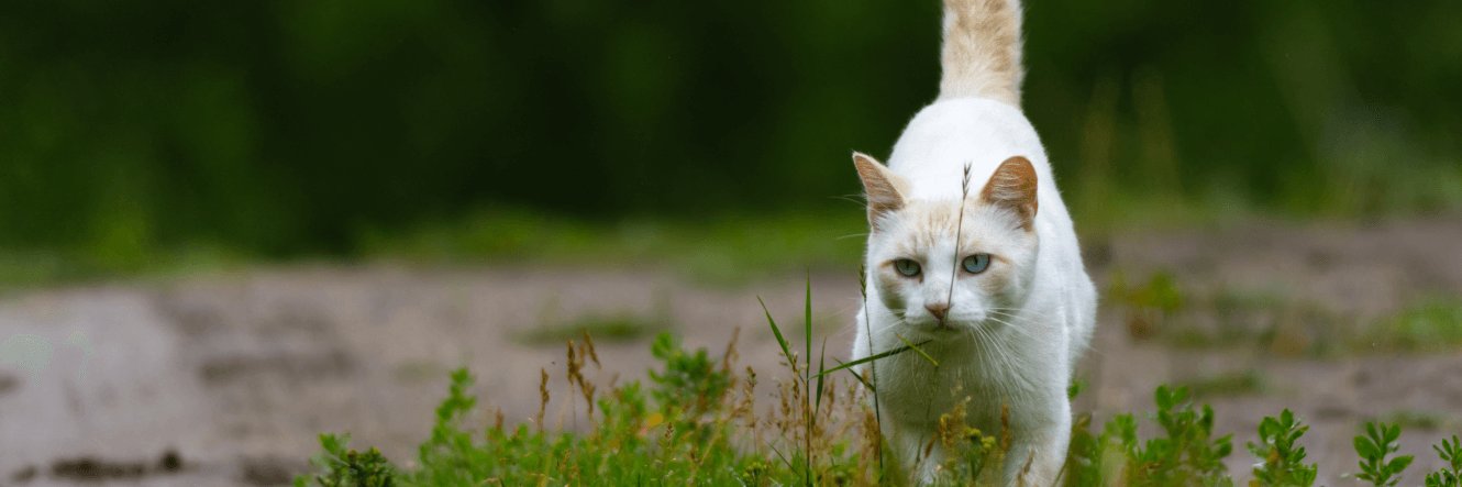 LeChat_Miaule's profile banner image