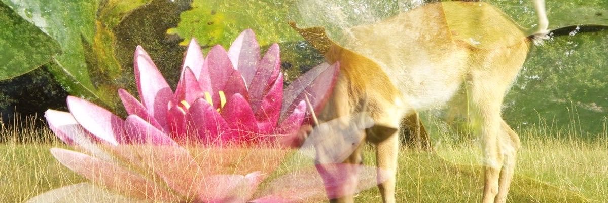 Hokazosno's profile banner image