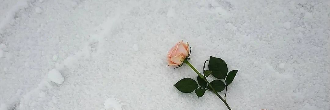 ميمونة جهاد banner