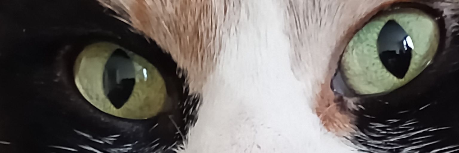 ralebace's profile banner image