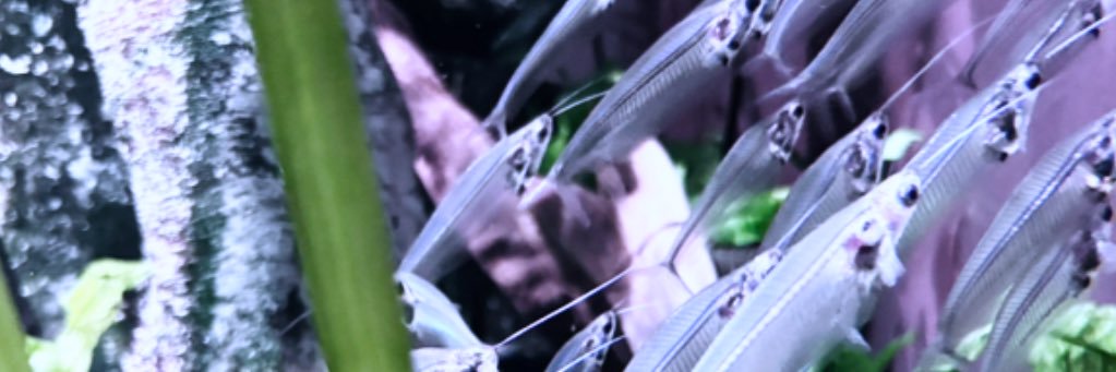 糸冬@LEGION banner