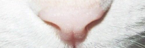 catplayingpiano's profile banner image