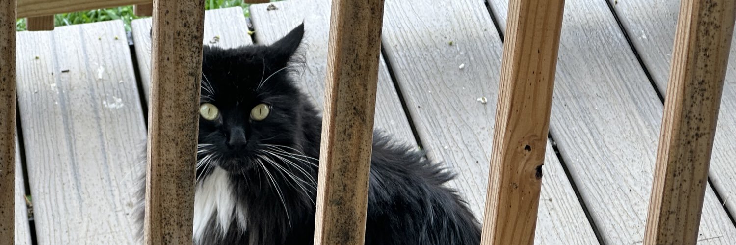 Matthew Koons banner