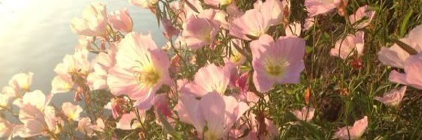 ithacascrown Profile Banner