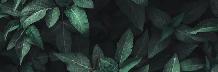 CHORPOR🧸 banner