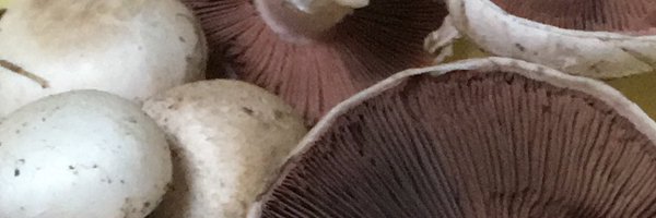 hammamelis Profile Banner