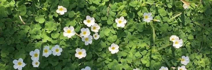 ۶ৎ 𝐋𝗶𝘇𝘇𝘆 𓏵 𝐏𝗽𝘄 ꪆৎ banner