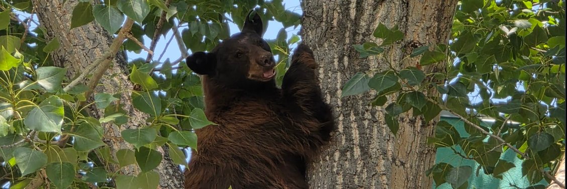 BEAR banner