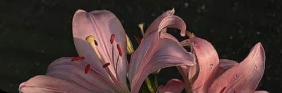 𓂀 أورا 𓂀 banner