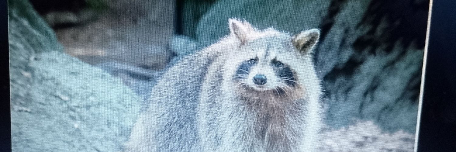 A Raccoon!'s banner