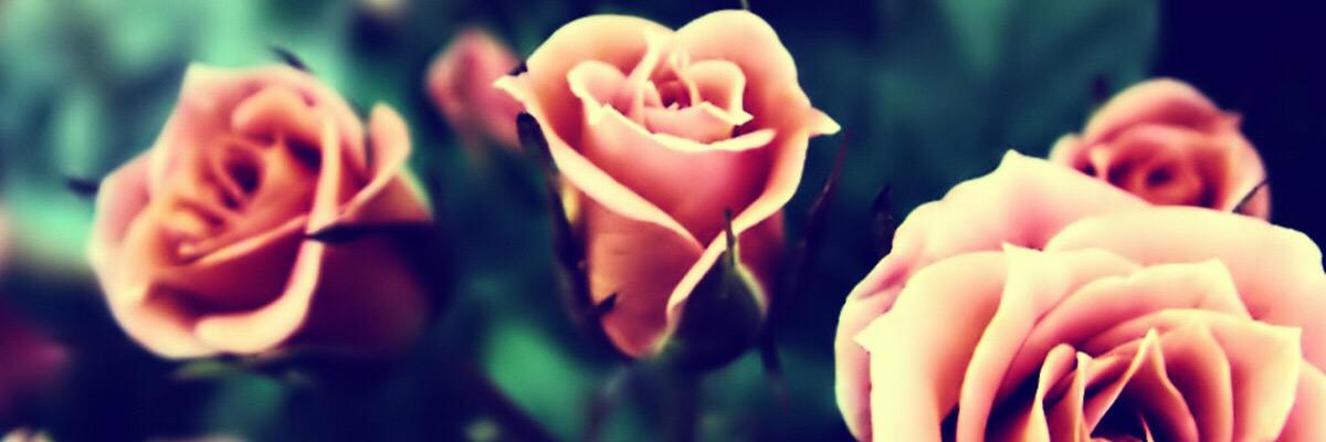 steph4589's profile banner image