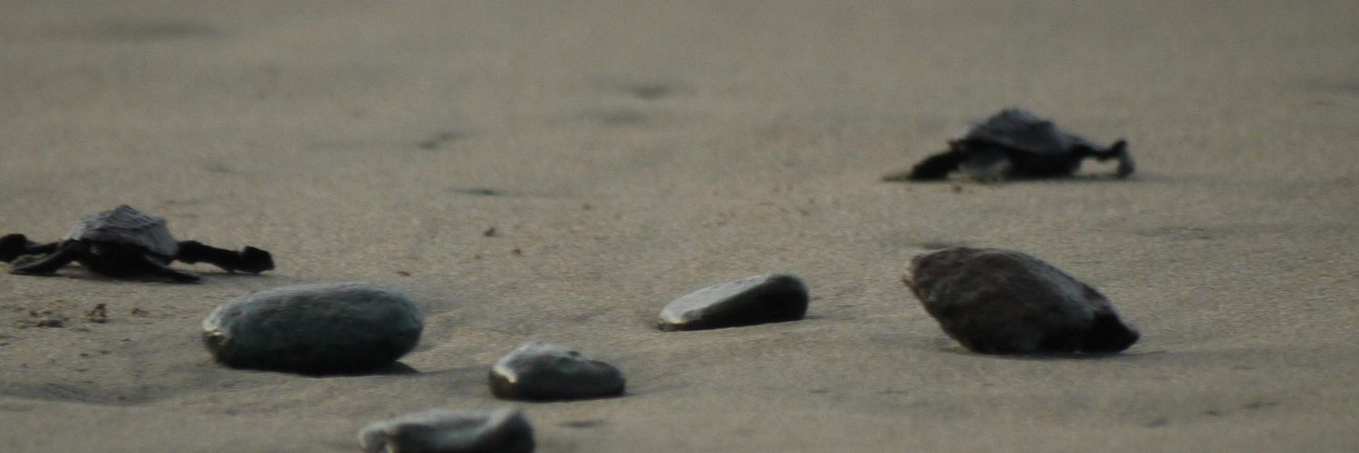 liamilena's profile banner image