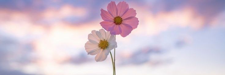 𝐒𝐮𝐧𝐧𝐲 🩶 banner