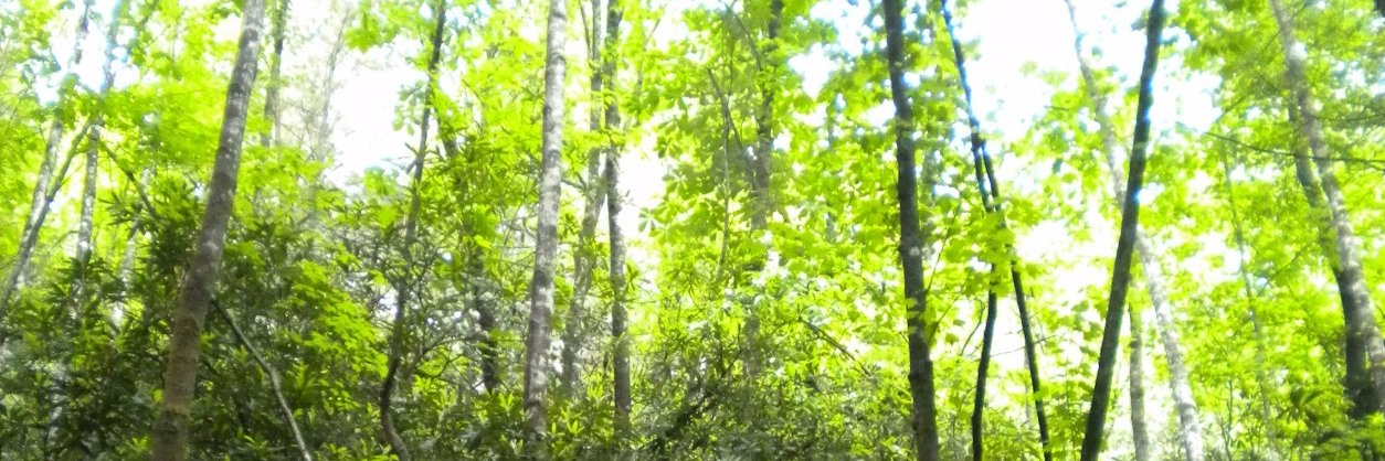 LauriVolkert's profile banner image