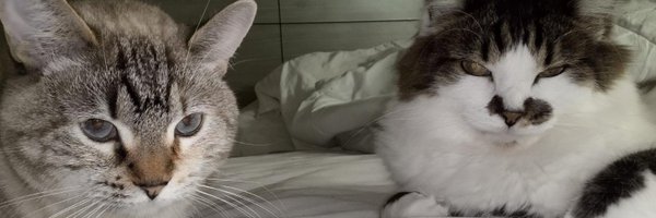 IsabellaMi24887 Profile Banner