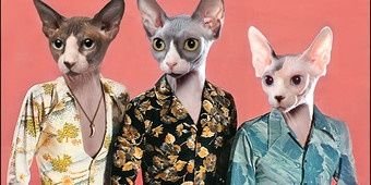 RobynMcmahon's profile banner image
