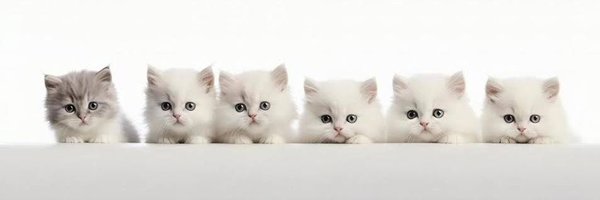 Didosakinci Profile Banner