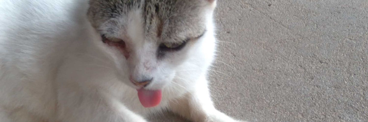 Cat_kart's profile banner image