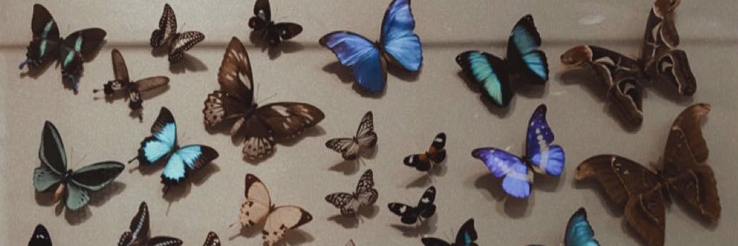 caitlynmsmith24's profile banner image