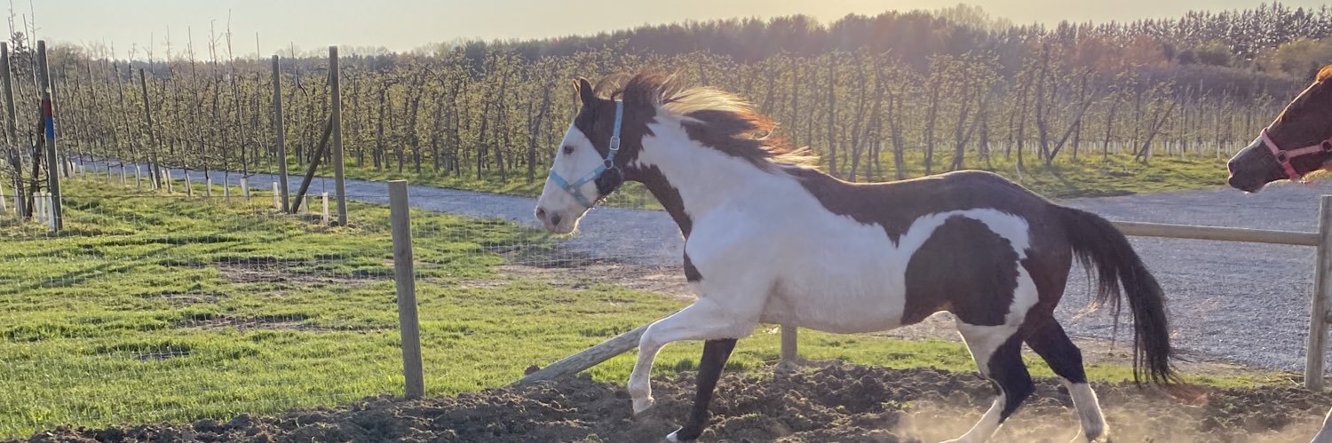 DooneyRanch's profile banner image