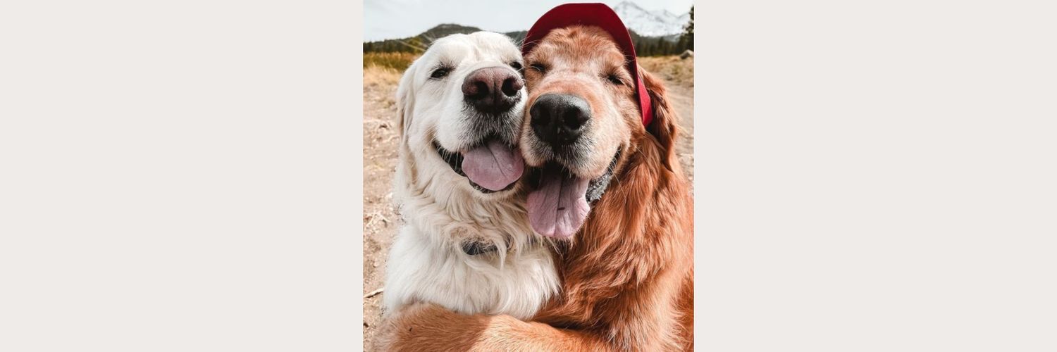 AnimalMagicMoments banner