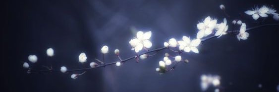 ali banner