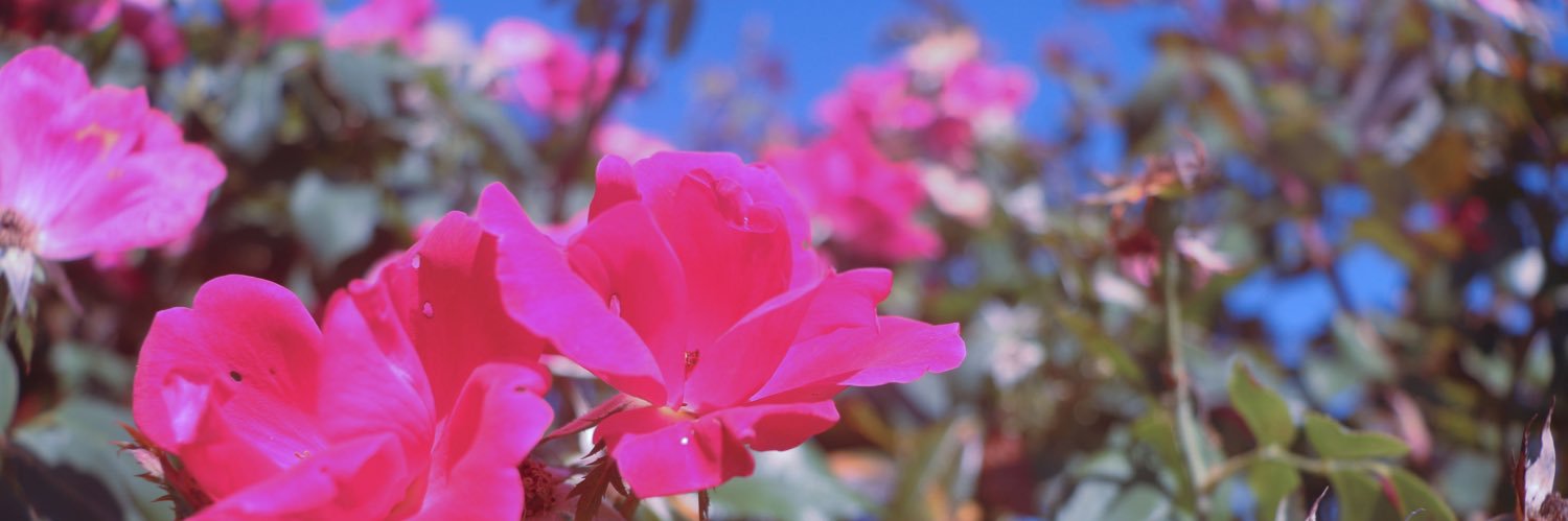 MelNashi's profile banner image