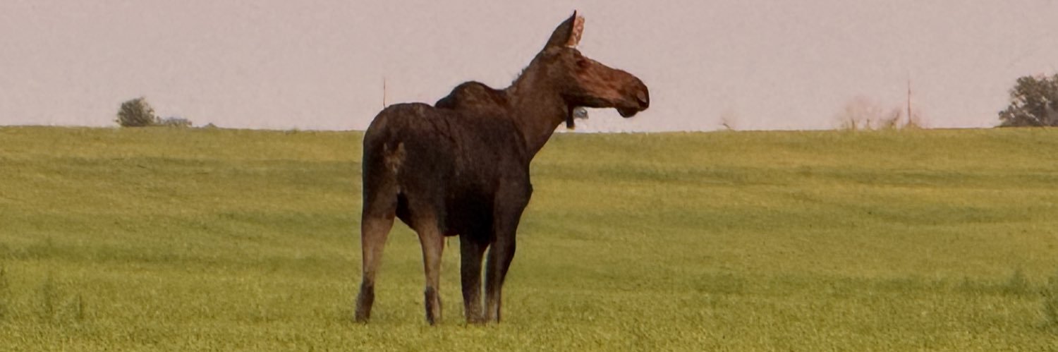 _Inspector_1971's profile banner image