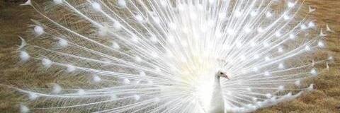 BeactrizMoreno's profile banner image