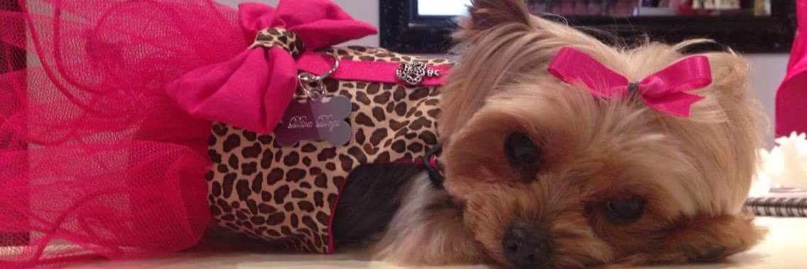 DivaDogsUK's profile banner image