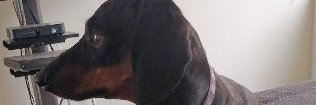 Wuashona's profile banner image