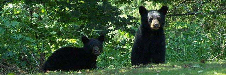 WKTEDDYBEAR's profile banner image