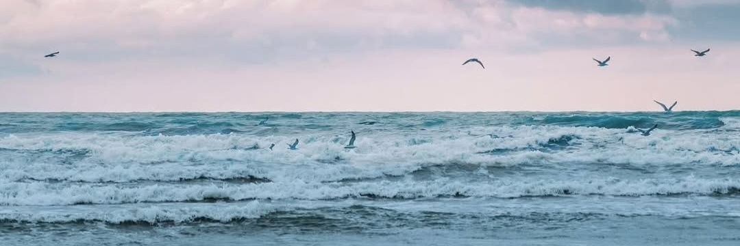 𝑺𝒂𝒎𝒂𝒏𝒆𝒉 banner