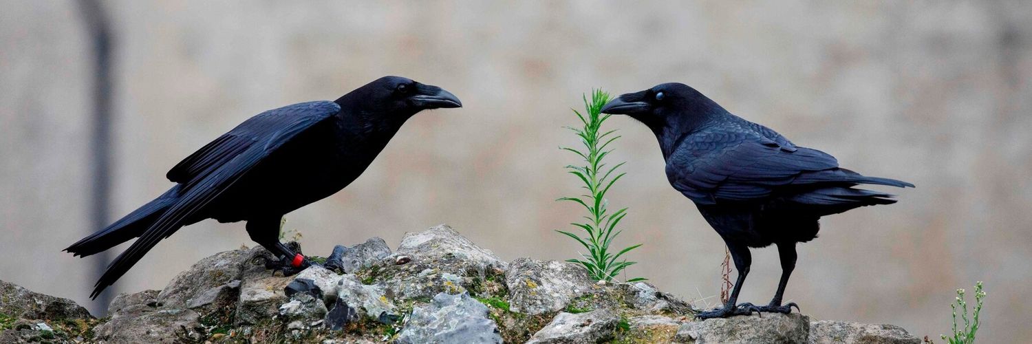 Pissy McDoodle banner