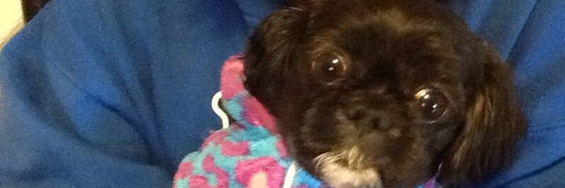 BogieBrylee's profile banner image