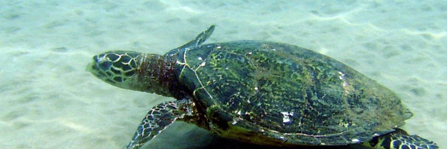 Loren Hillberg banner