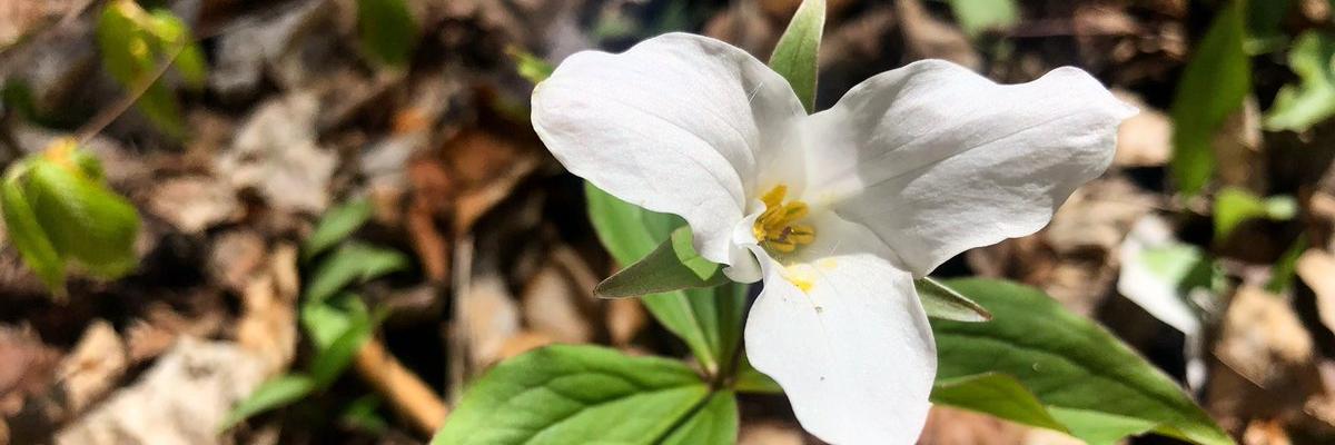 OntarioLiisa's profile banner image