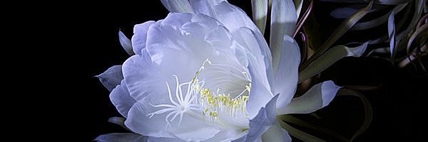 えいちぴー banner