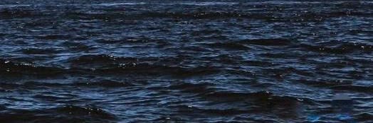 Мохнатый интеллект banner