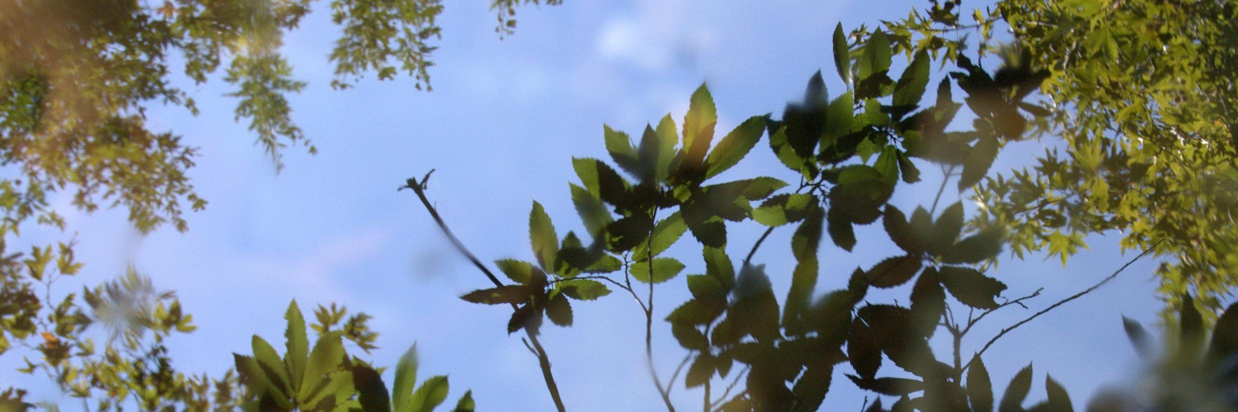 Catalaunensis's profile banner image