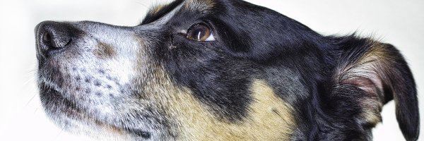 rmhubbert Profile Banner