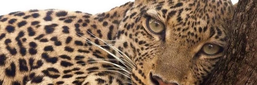 larie banner