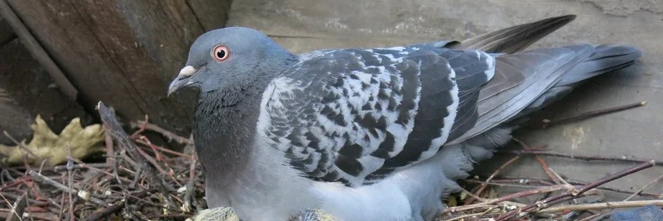 borshekk's profile banner image