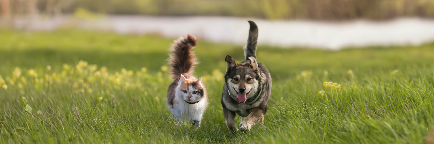 Diamond Pet Foods banner