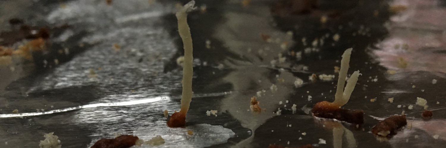 HoFFsimus's profile banner image